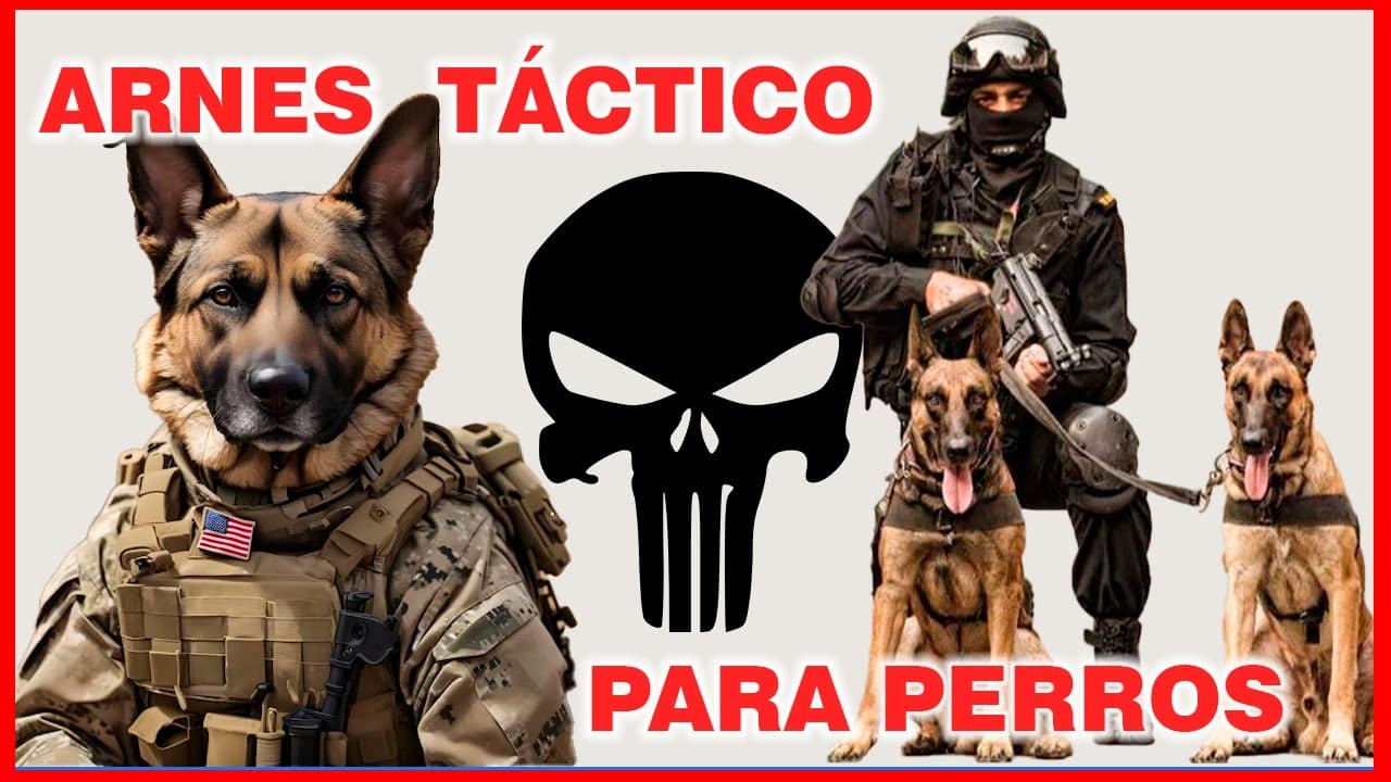 arnes militar perro